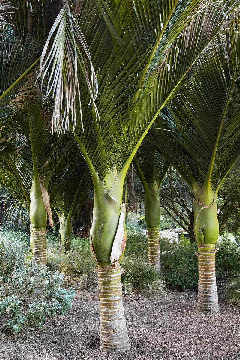 Rhopalostylis sapida, photo 3