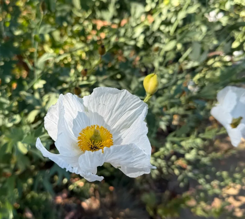 Romneya coulteri