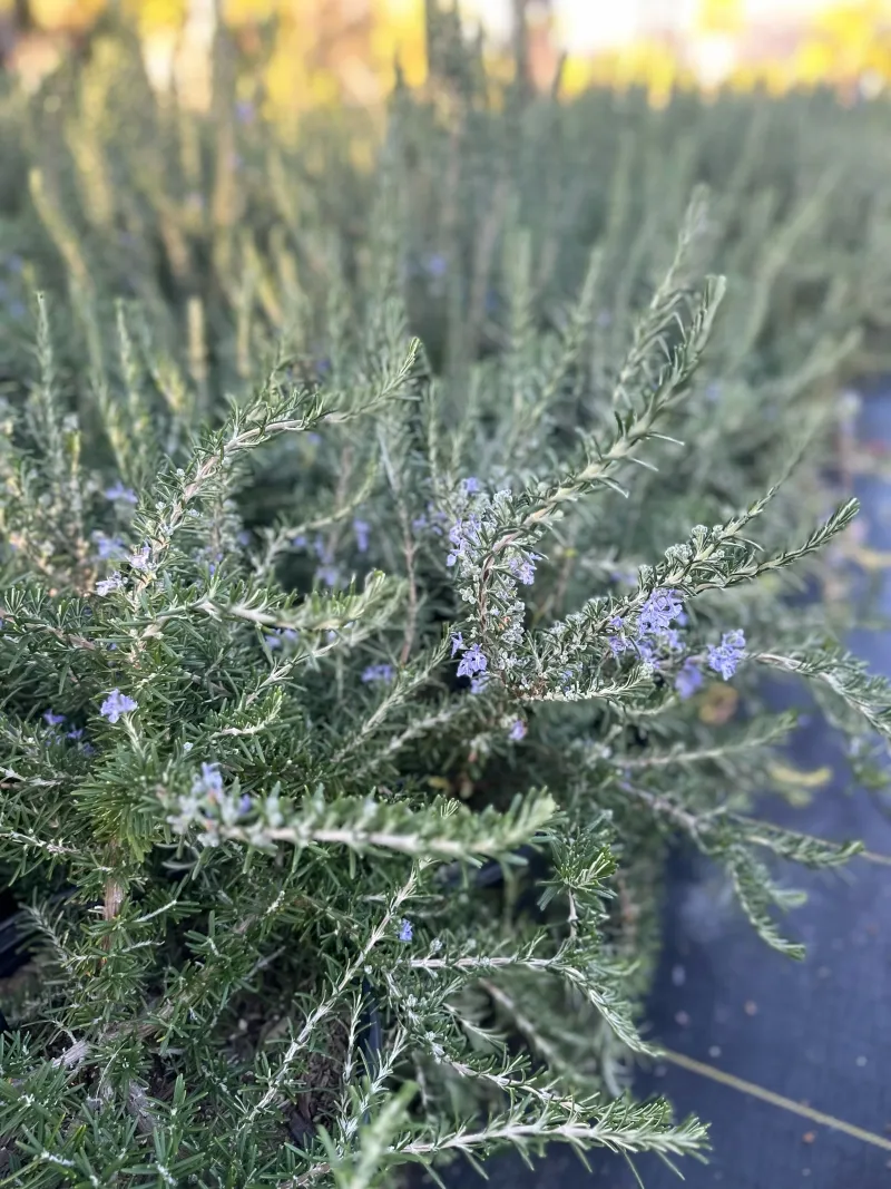 Rosmarinus officinalis ‘Boule’