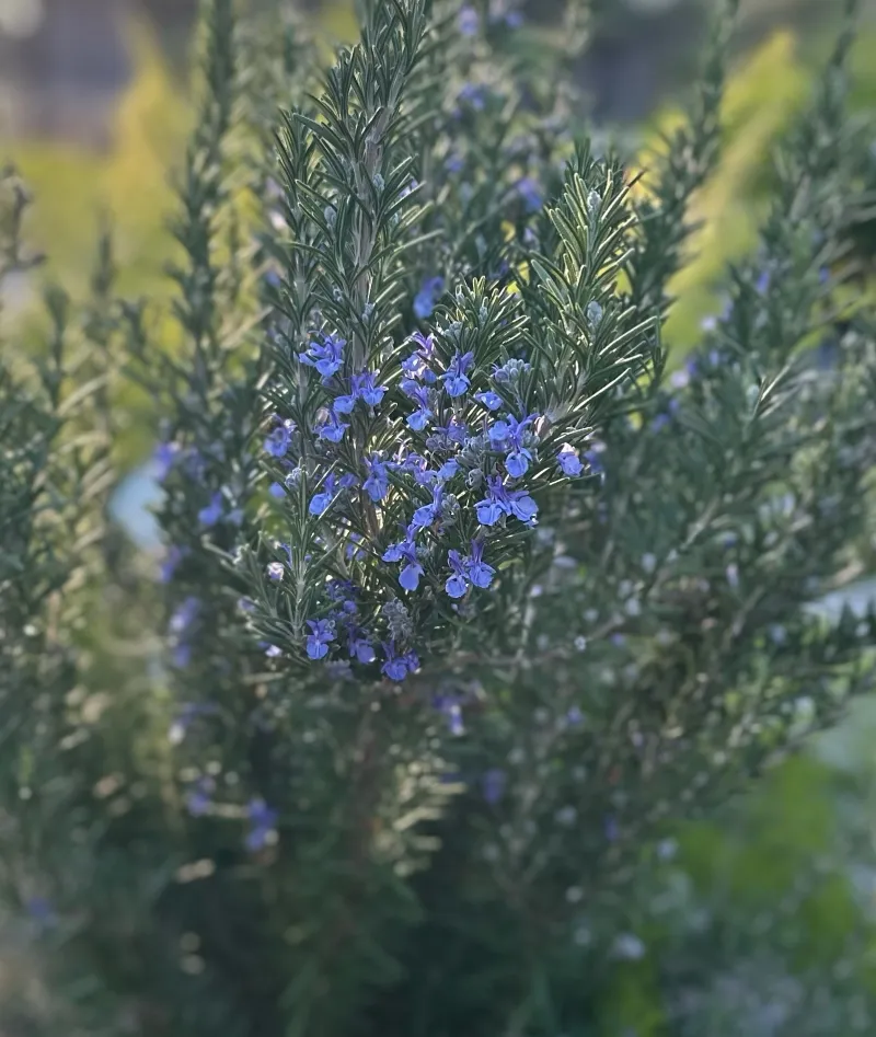Rosmarinus officinalis ‘Tuscan Blue’