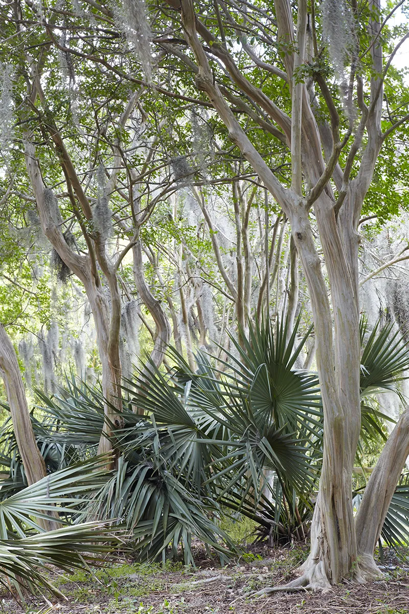 Sabal minor