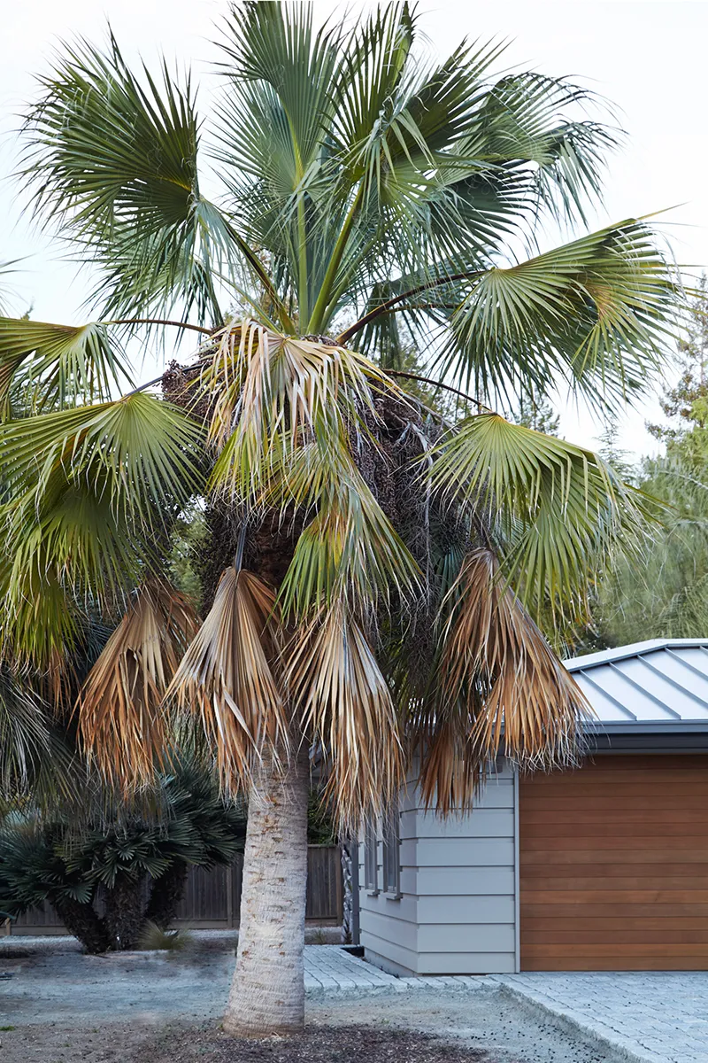 Sabal ‘Riverside’
