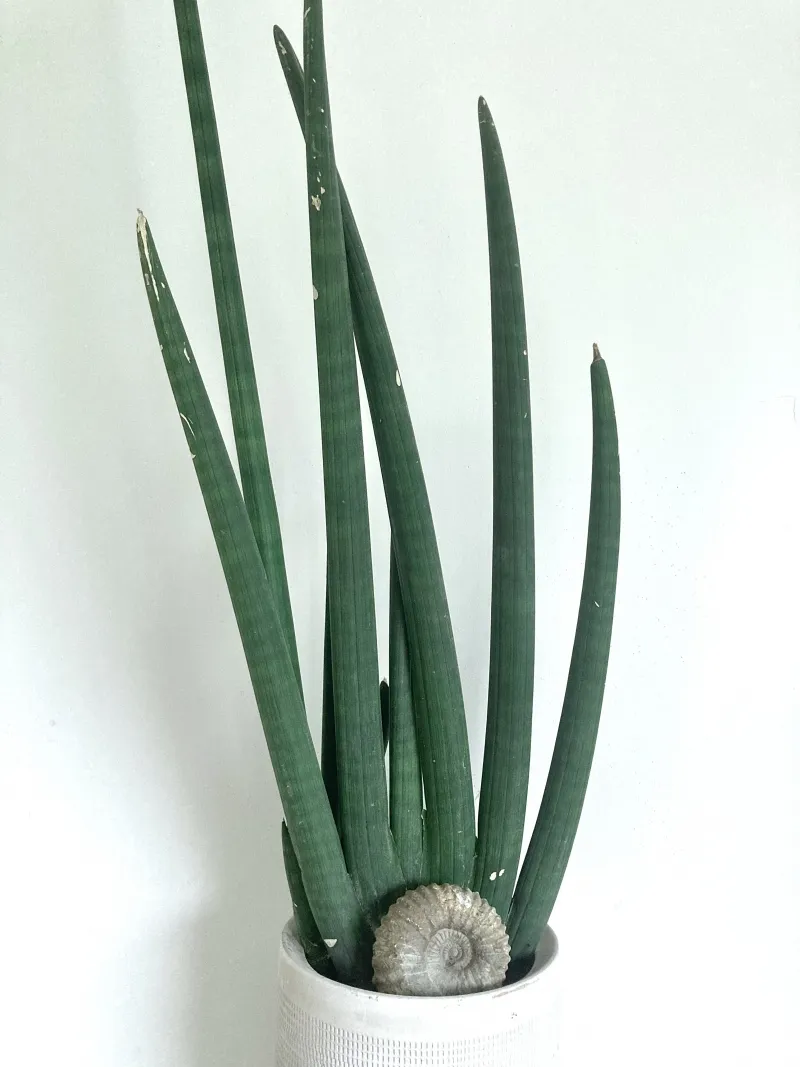 Sansevieria cylindrica, foto 2
