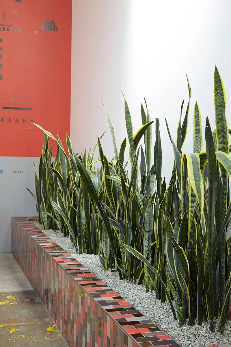 Sansevieria ‘Laurentii’