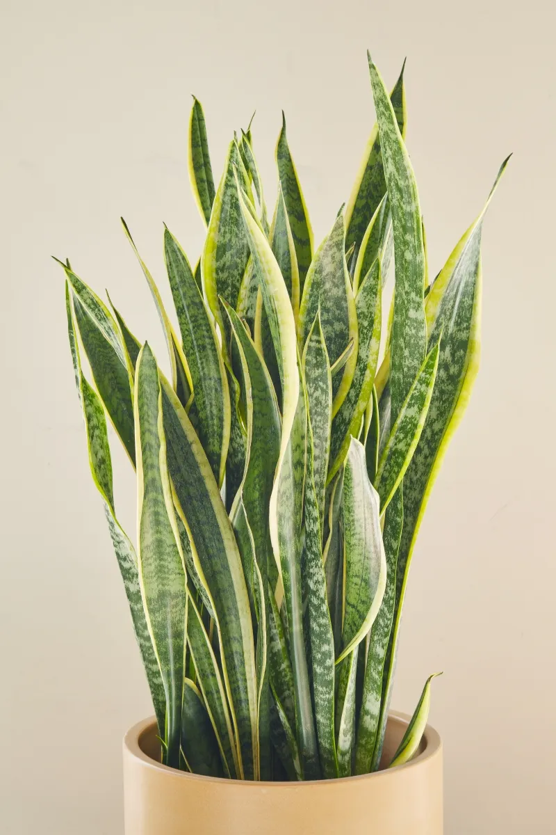 Sansevieria ‘Laurentii’, foto 2