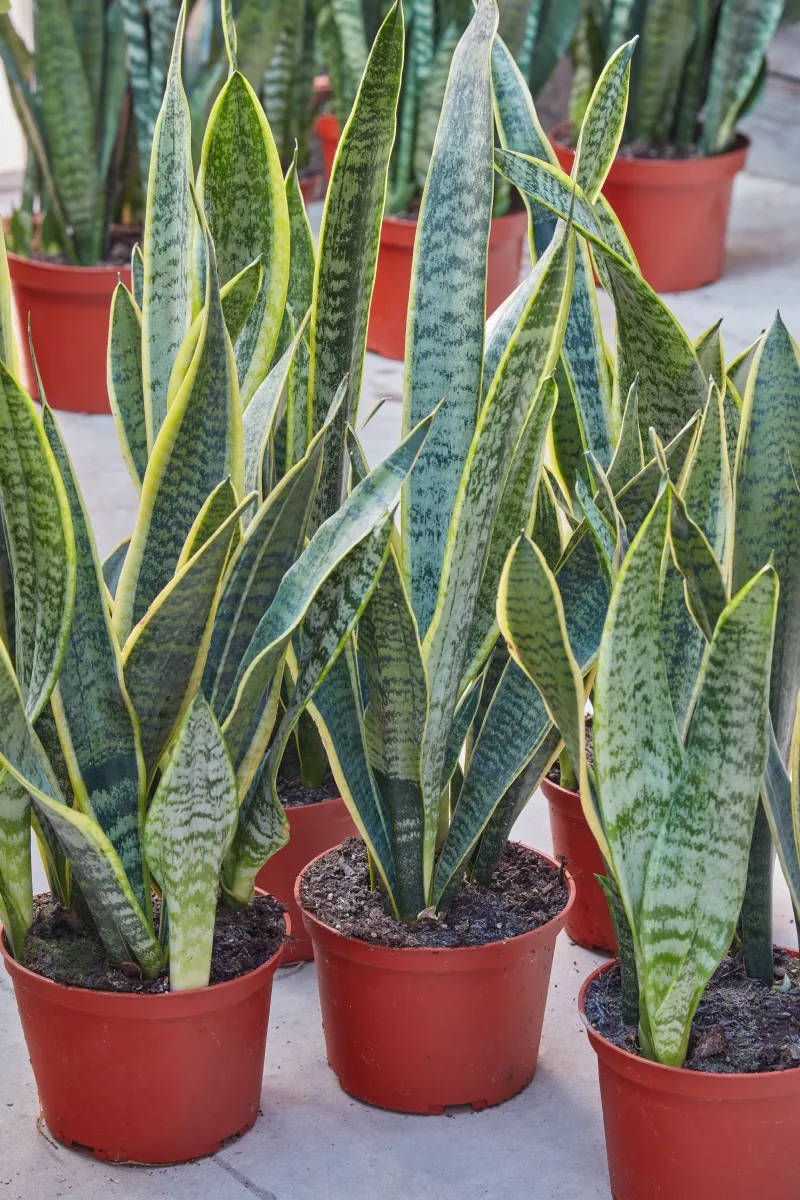 Sansevieria ‘Laurentii’, foto 3