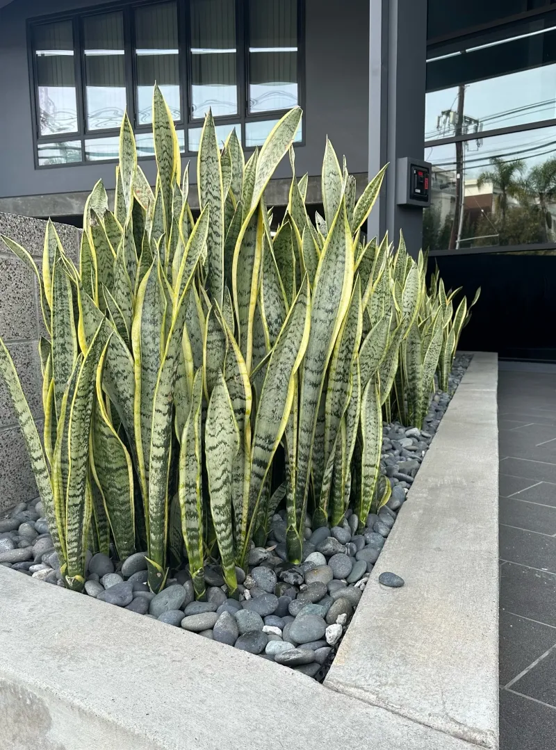Sansevieria ‘Laurentii’, foto 4