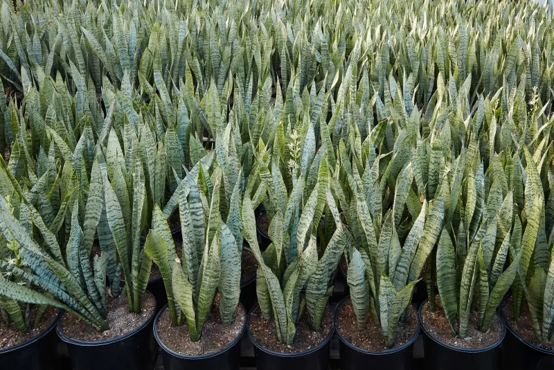 Sansevieria zeylanica, foto 2