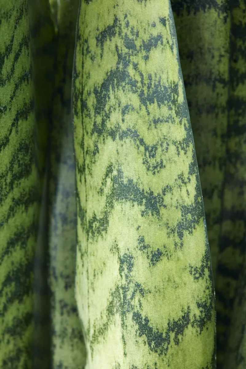 Sansevieria zeylanica, foto 4