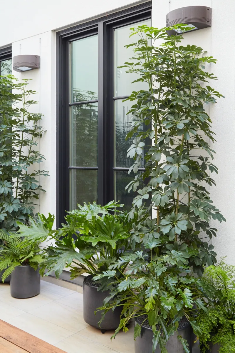 Schefflera arboricola, foto 2