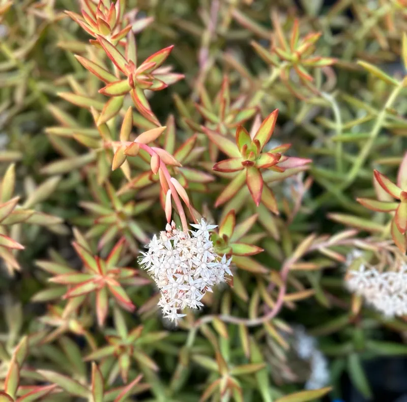 Sedum adolphii ‘Firestorm’