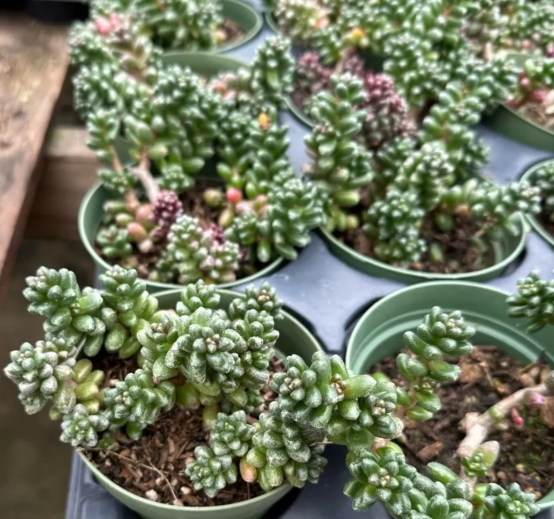 Sedum furfuraceum, foto 2