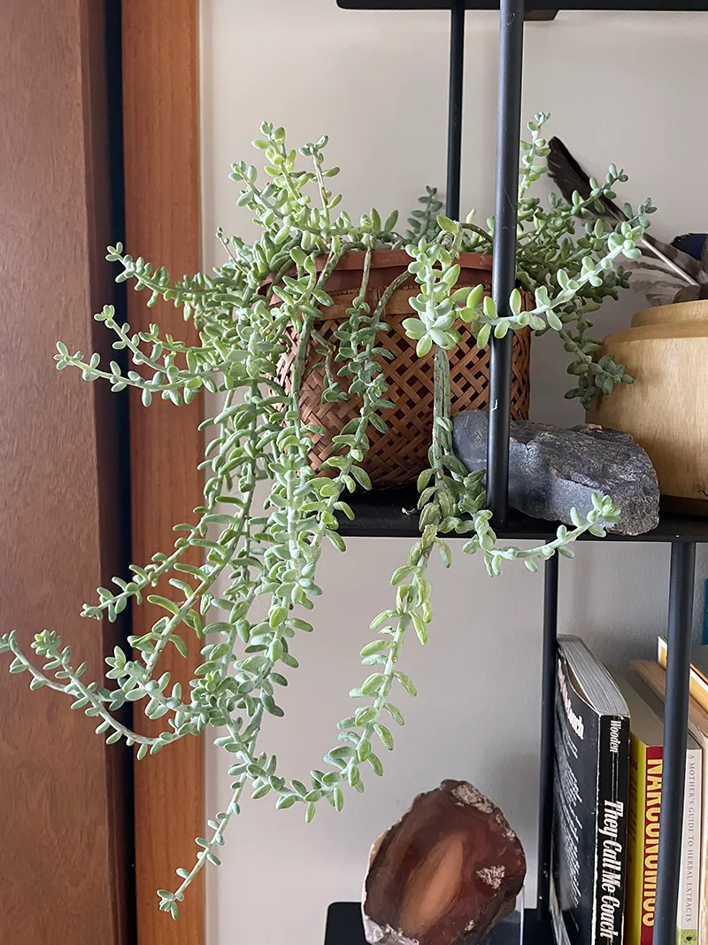 Sedum morganianum ‘Burrito’