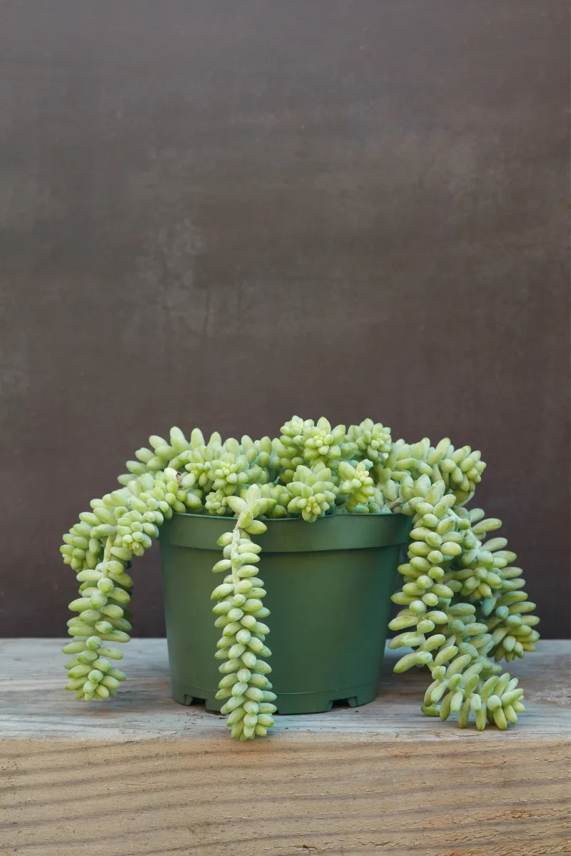 Sedum morganianum ‘Burrito’, foto 3