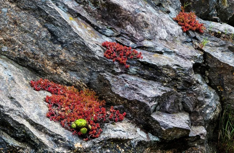 Sedum rubrotinctum, foto 2