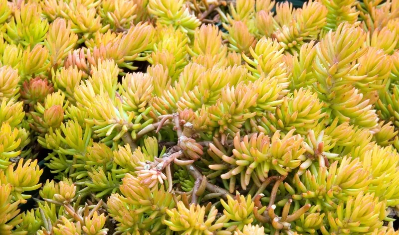 Sedum rupestre ‘Angelina’