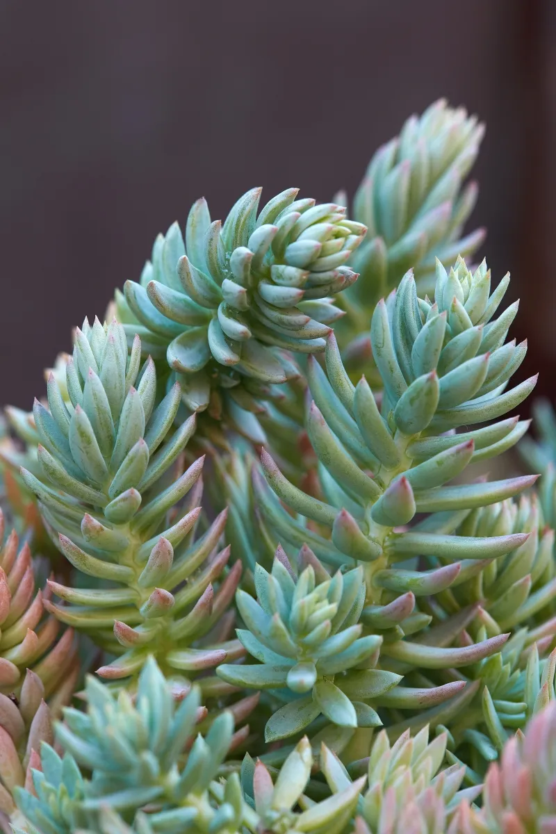 Sedum rupestre ‘Sequoia’