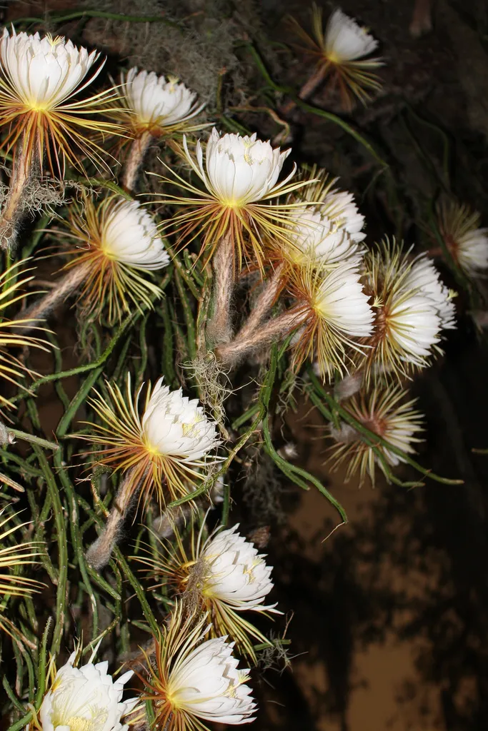 Selenicereus pteranthus, foto 2