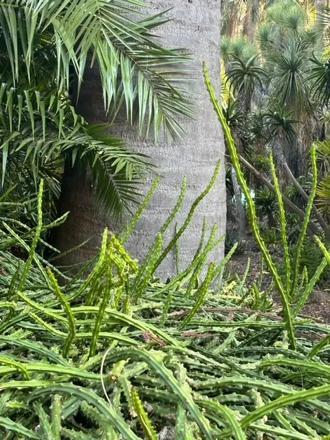Selenicereus pteranthus, foto 3