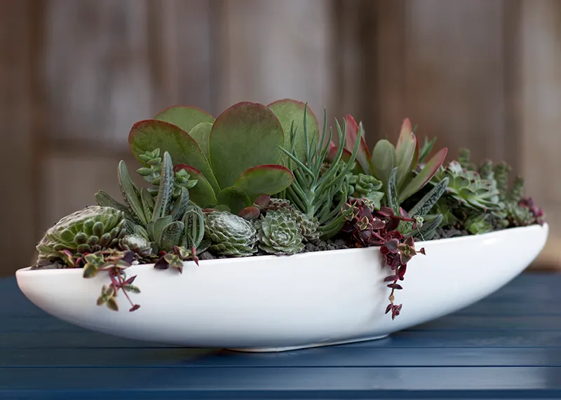 Sempervivum arachnoideum, foto 2