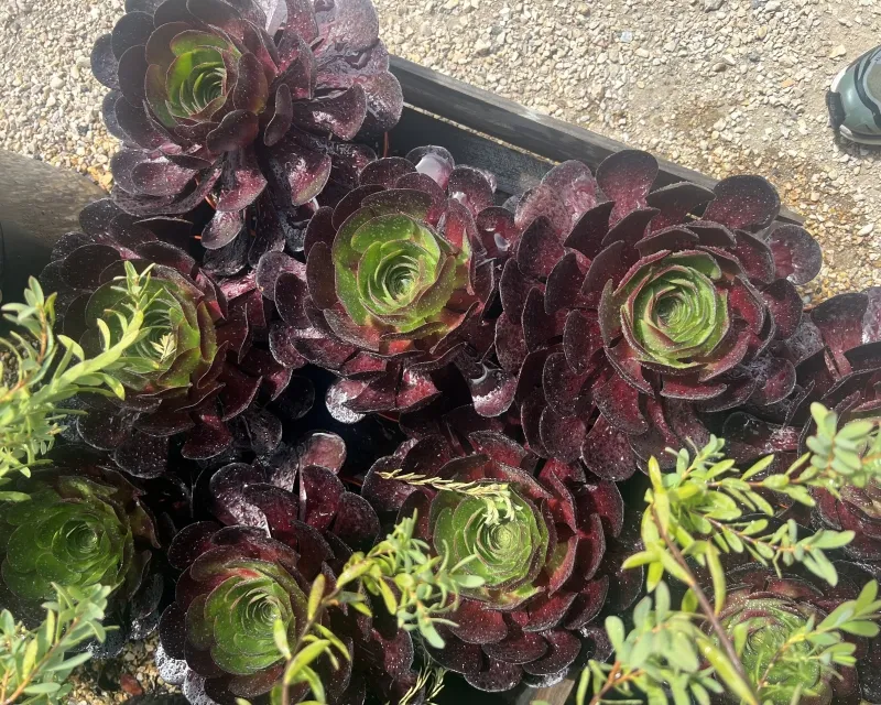 Semponium ‘Surreal Destiny’