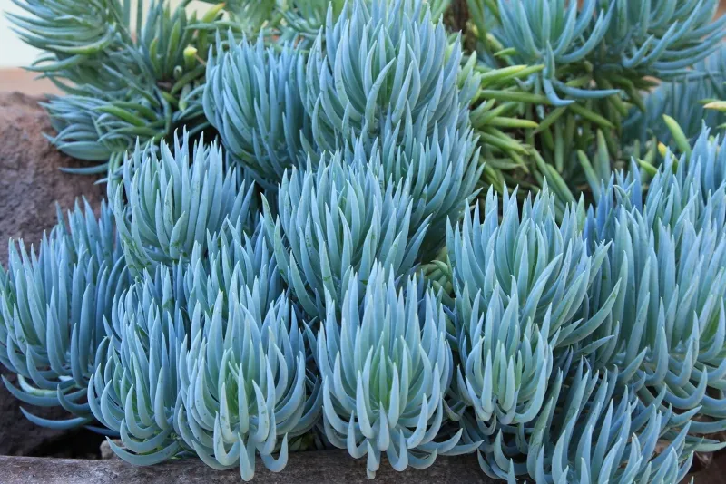 Senecio mandraliscae, foto 2