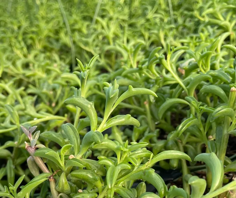 Senecio peregrinus ‘String of Dolphins’