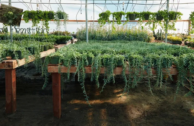 Senecio radicans ‘Fish Hooks’