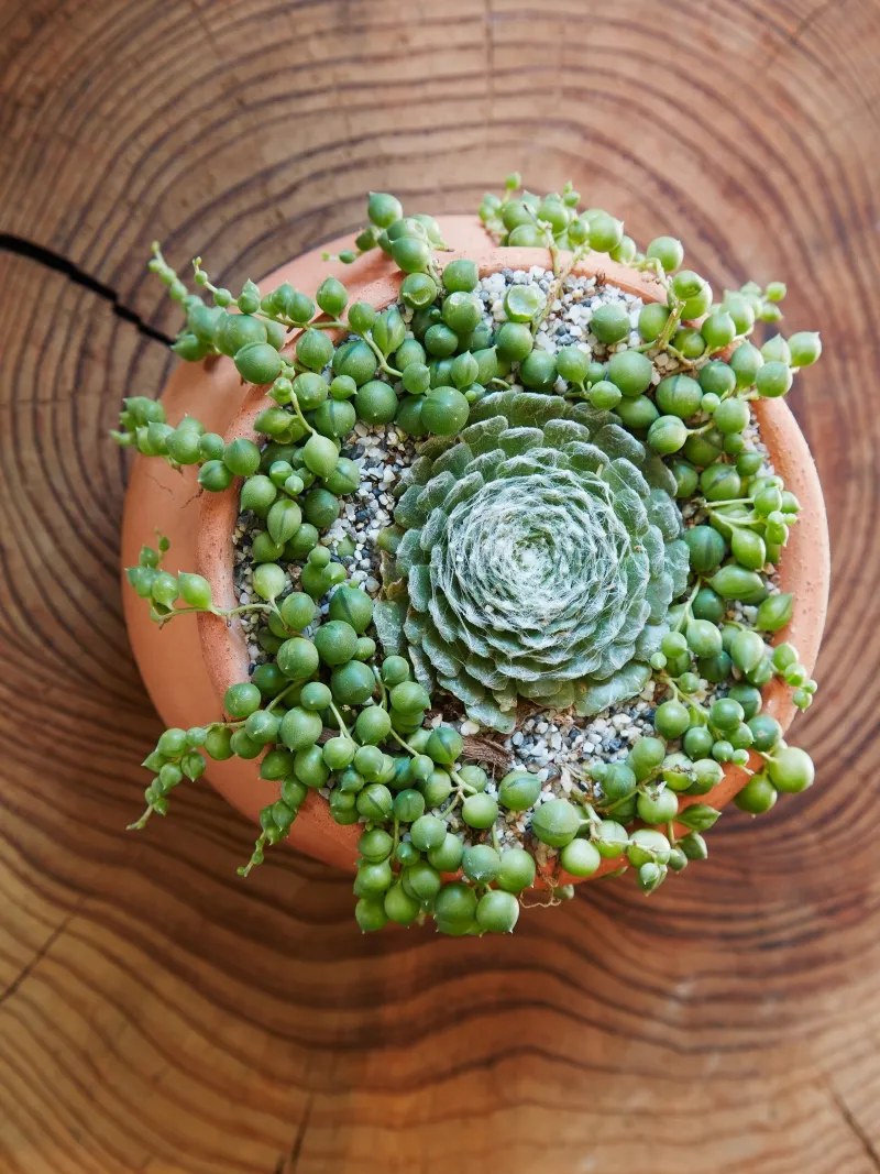 Senecio rowleyanus ‘String of Pearls’