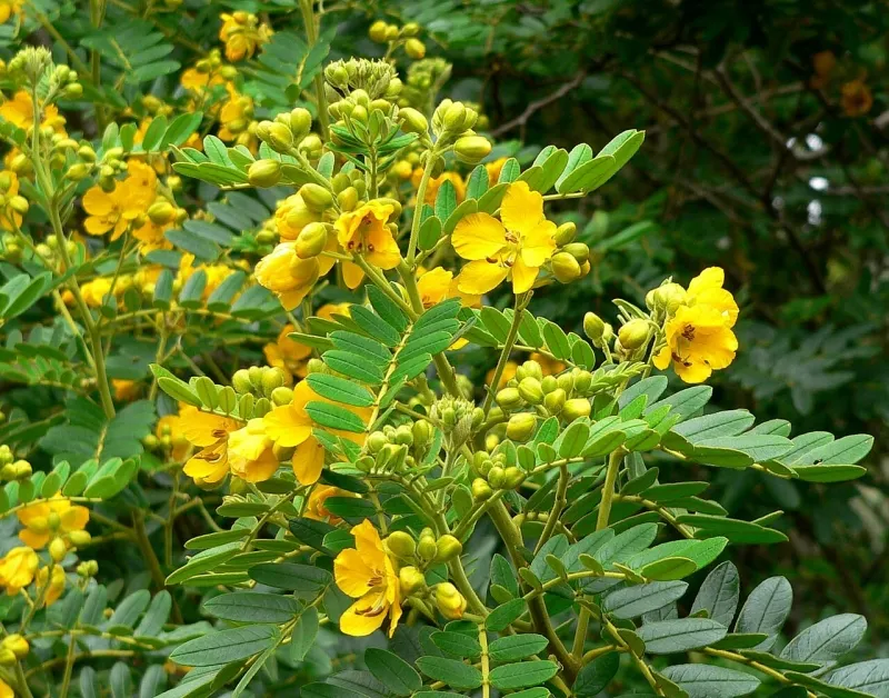 Senna multiglandulosa, foto 2
