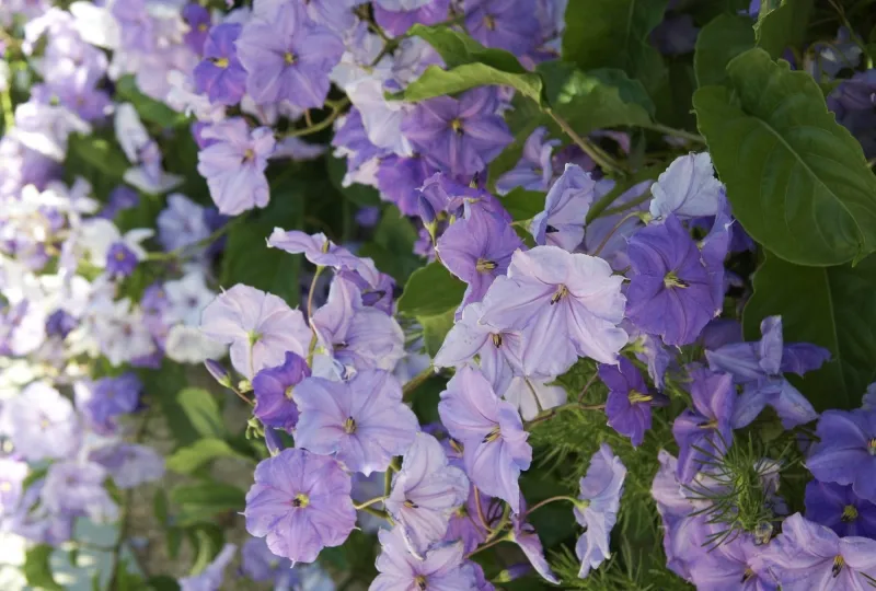 Solanum wendlandii