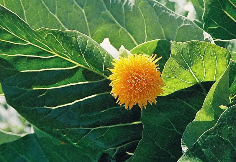 Sonchus brassicifolius (Dendroseris litoralis)