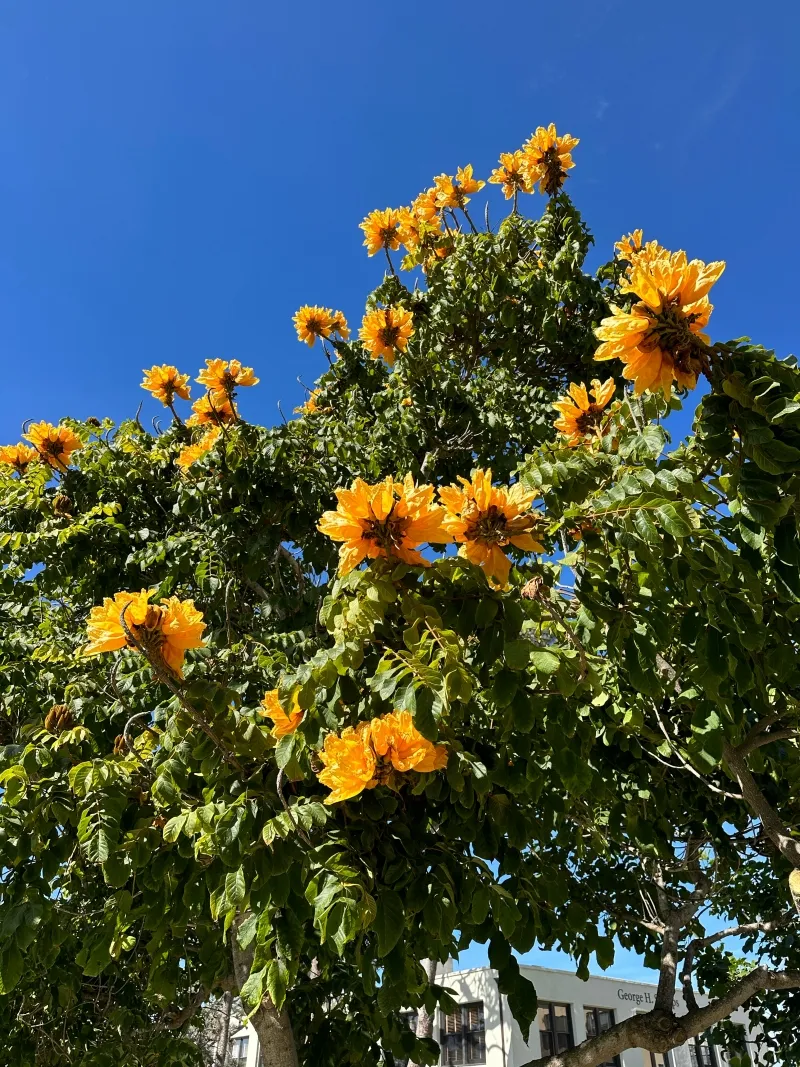 Spathodea campanulata ‘Lutea’