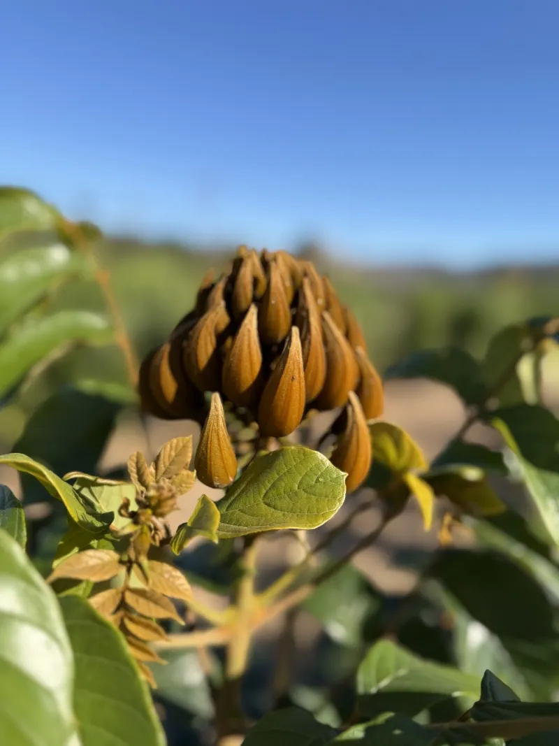 Spathodea campanulata ‘Lutea’, foto 2
