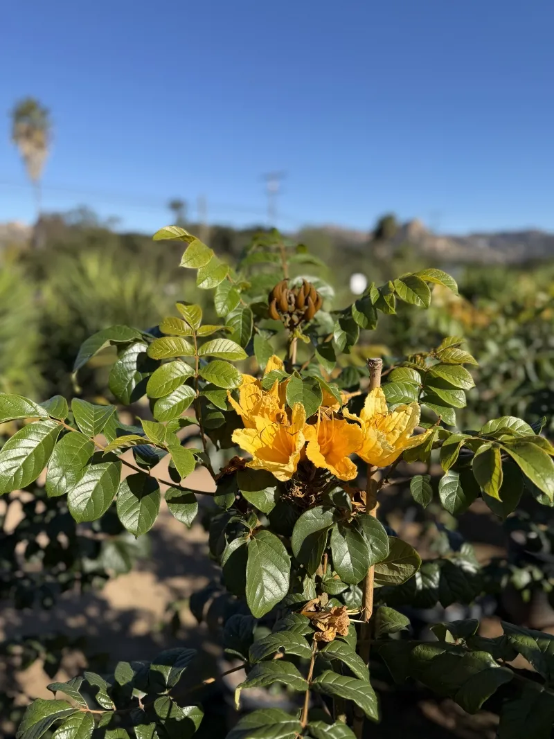 Spathodea campanulata ‘Lutea’, foto 3