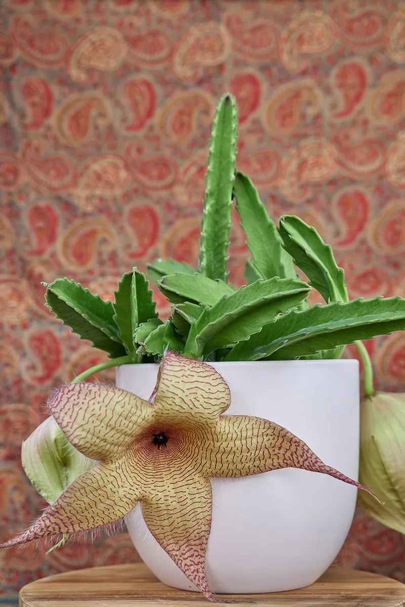Stapelia gigantea