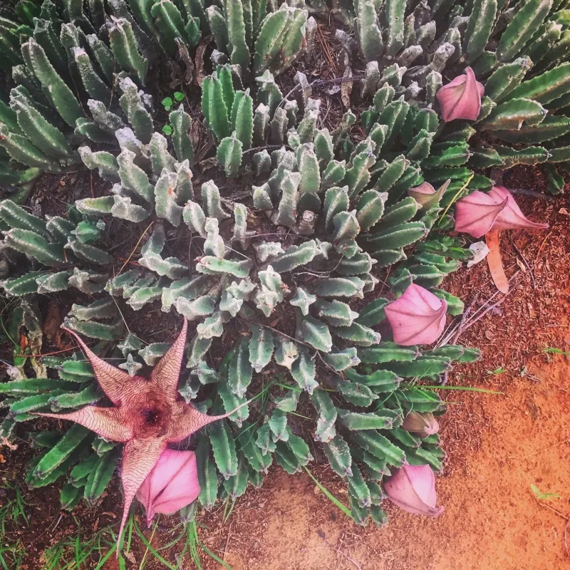 Stapelia gigantea, foto 2