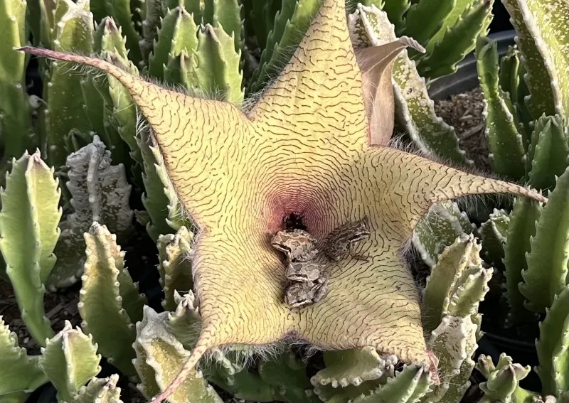 Stapelia gigantea, foto 3