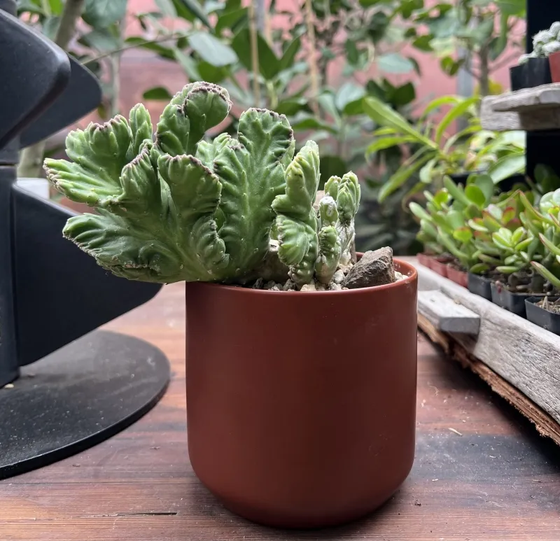 Stapelia leendertziae ‘Crested’
