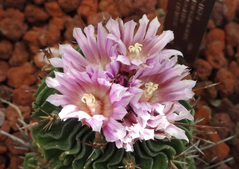 Stenocactus multicostatus, foto 2