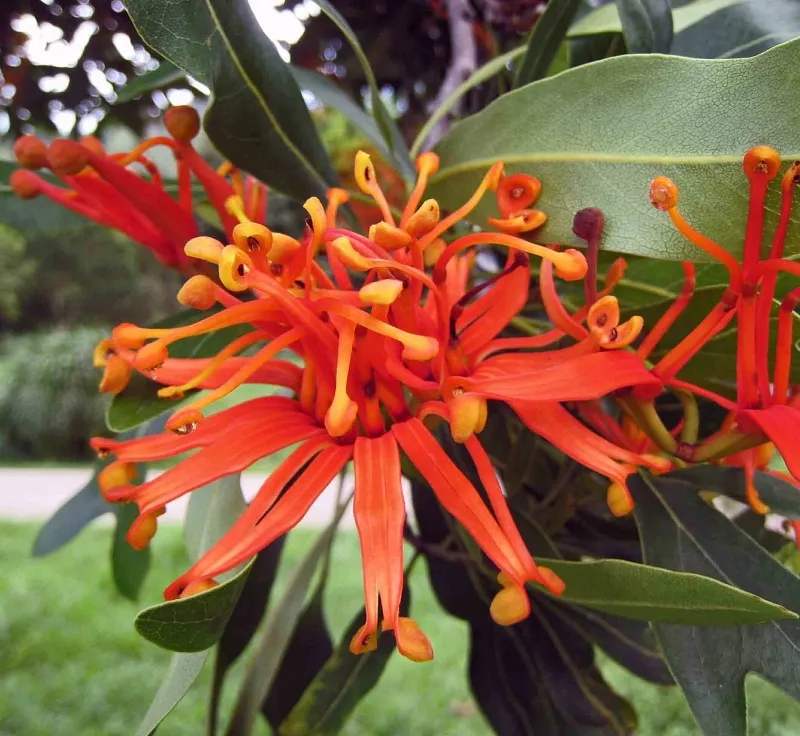 Stenocarpus sinuatus, foto 2