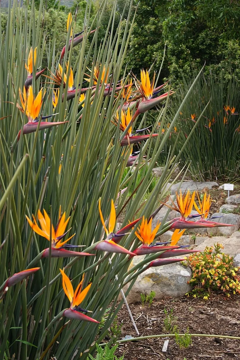 Strelitzia juncea, foto 2
