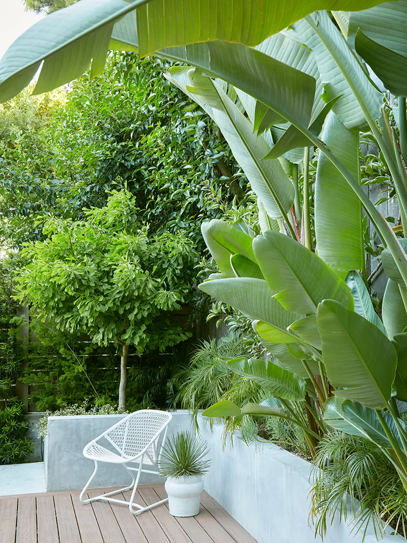 Strelitzia nicolai, foto 2