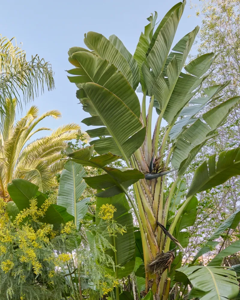 Strelitzia nicolai, foto 5