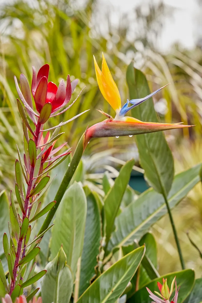 Strelitzia reginae, foto 2