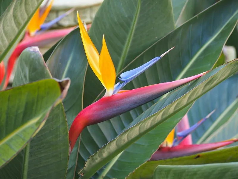 Strelitzia reginae, foto 3