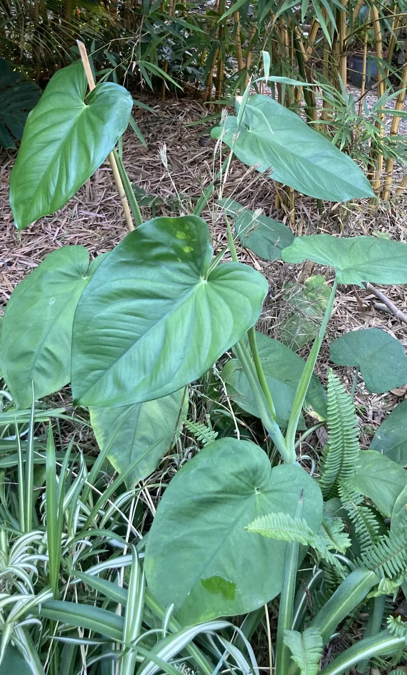 Syngonium chiapense, foto 2
