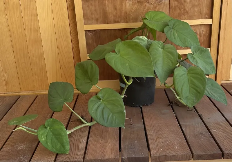 Syngonium chiapense, foto 3