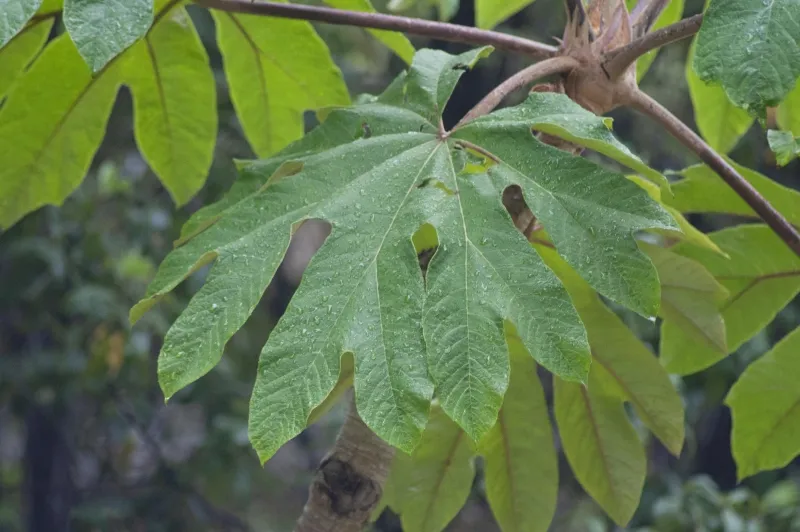 Tetrapanax papyrifer, foto 2