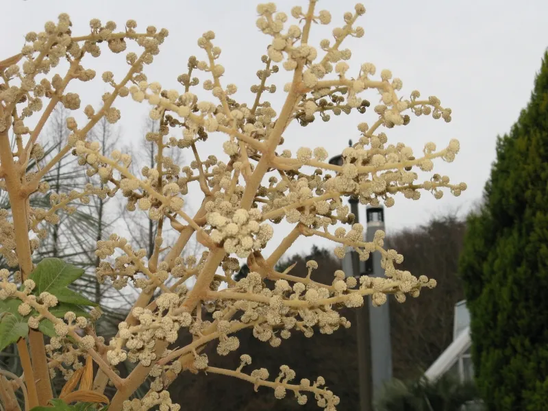 Tetrapanax papyrifer, foto 3